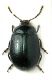 Chrysomelidae.jpg