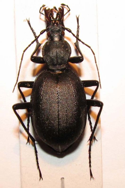 carabidae_01.jpg