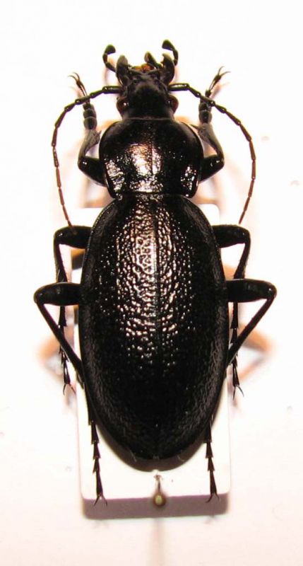 carabidae_03.jpg