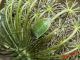 Nezara viridula (Linnaeus, 1758) f. torquata - Pentatomidae IMG_0727.jpg