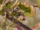 _Graphosoma lineatum (Linnaeus, 1758) (cf.) - Pentatomidae IMG_0257.jpg