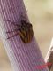 _Graphosoma semipunctatum (Fabricius, 1775) - Pentatomidae IMG_0258.jpg