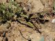 Maccarese_1-VI-2014_OL_026.JPG