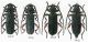 Roppalopus femoratus_varini.jpg