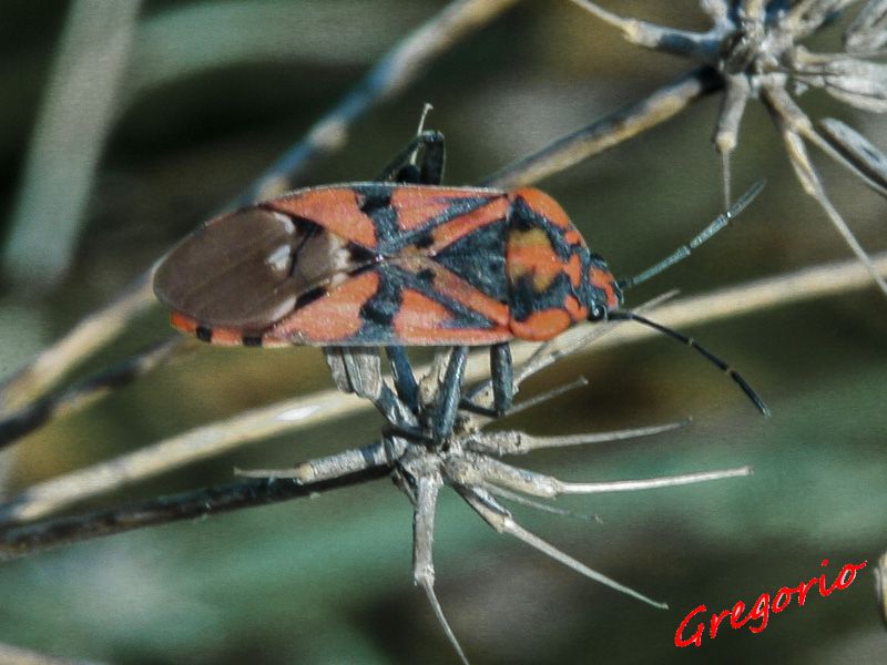 _Spilostethus pandurus (Scopoli 1763) - Lygaeidae IMG_2408.jpg