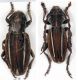 Neodorcadion.jpg