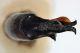 S_from Iran_Genital_dorsal.jpg