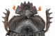 Scarabaeuolus_head_from Namibia.jpg