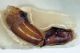 Scarabaeuolus_genital_dorsal_from Namibia.jpg