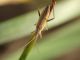 DSCF6597.JPG