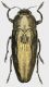 Sphenoptera_Turkey_Hakkari_Kirik_Dag_18-VIII-2014_P_Crucitti_leg_15,2mm_grey.jpg