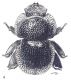 M clypeale maschio.jpg