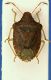 Cimice sp..JPG