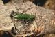 Phytoecia malachitica 176.jpg