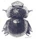 M clypeale femmina.jpg