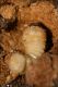 larva_su_fico_1395.jpg