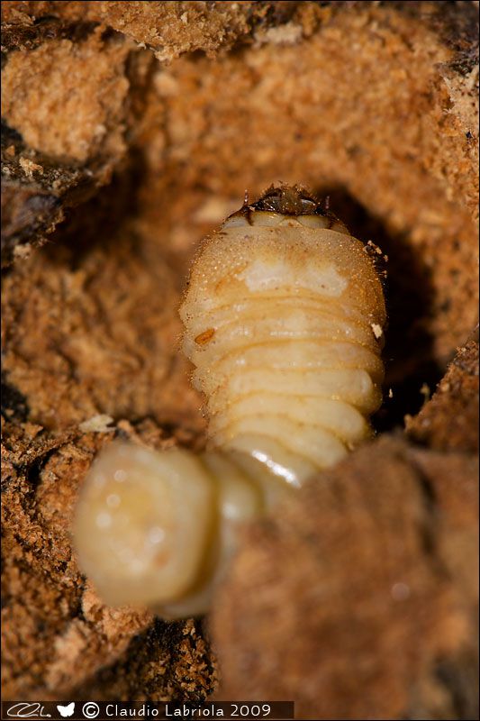 larva_su_fico_1395.jpg