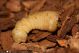 larva_su_fico_1376.jpg