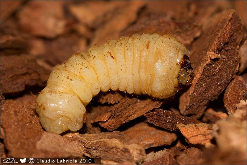 larva_su_fico_1376.jpg
