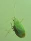 Miridae3.jpg