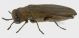 Agrilus solieri_Badesti_l_Forum.jpg