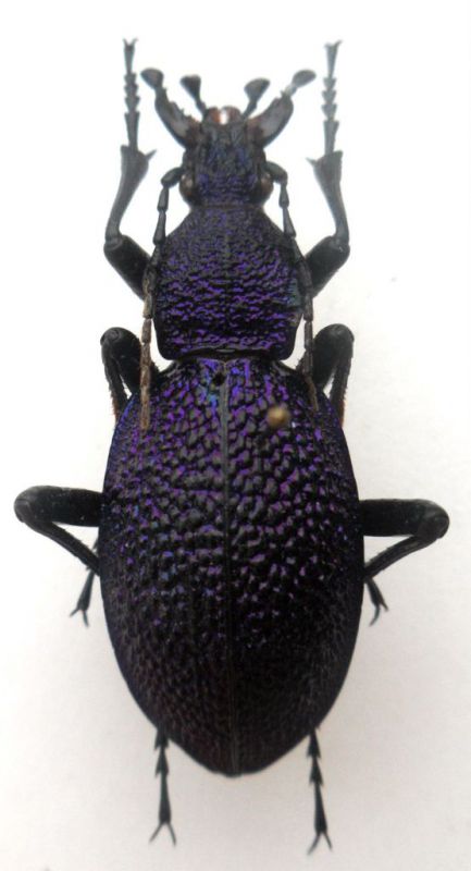 Procerus caucasicus  ssp. tatianagorokhovae.JPG