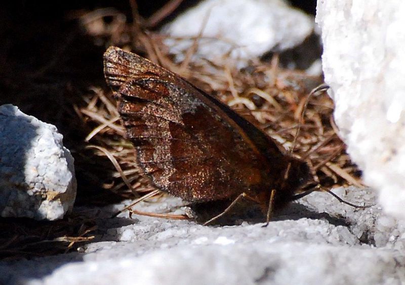 Erebia pronoe DSC_0204 (1).jpg