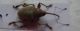 Curculio.jpg