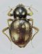 gonodentic sopra 2.jpg