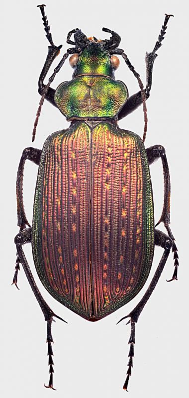 Calosoma_Chile_Meipilla_XI-2009_27mm_grey.jpg