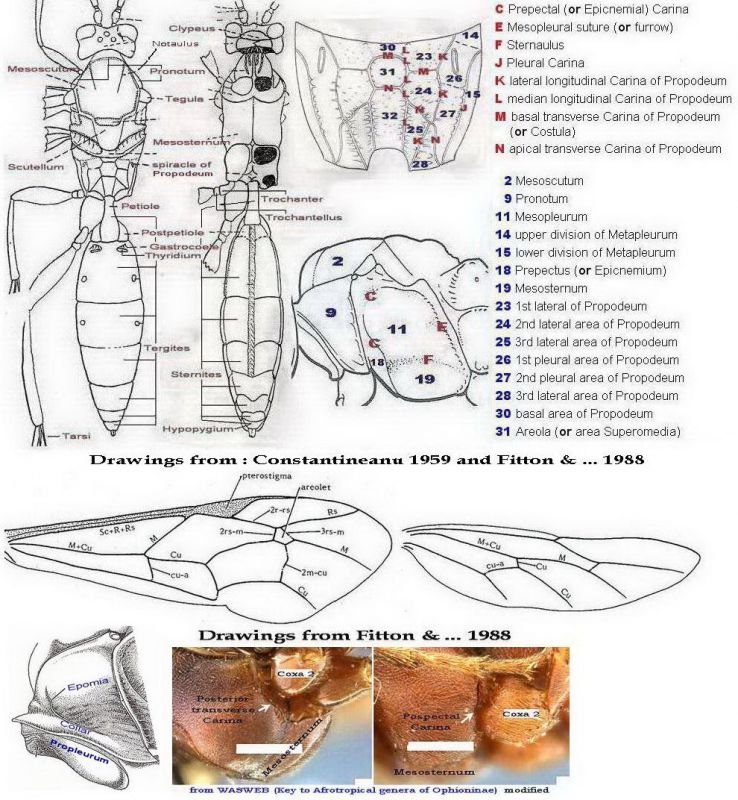 --- Z1 - ICHNEUMONIDAE - Terminology the most frequently used to describe them - Définitif.jpg