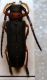Musaria affinis-Harrer, 1784; Phytoecia nigripes-Voet, 1778.JPG