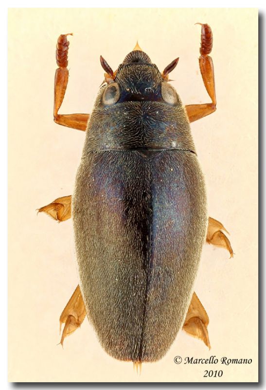 Orectochilus villosus_madonie.jpg