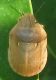 Eurygaster austraicca.jpg
