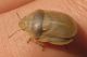 Eurygaster austraicca2.jpg