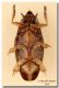 Orectochilus villosus_madonie_ventrale.jpg