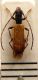 Stenhomalus bicolor-Kraatz, 1862-Obrium bicolor Kraatz-1862.JPG