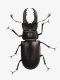 lucanus_cervus.jpg