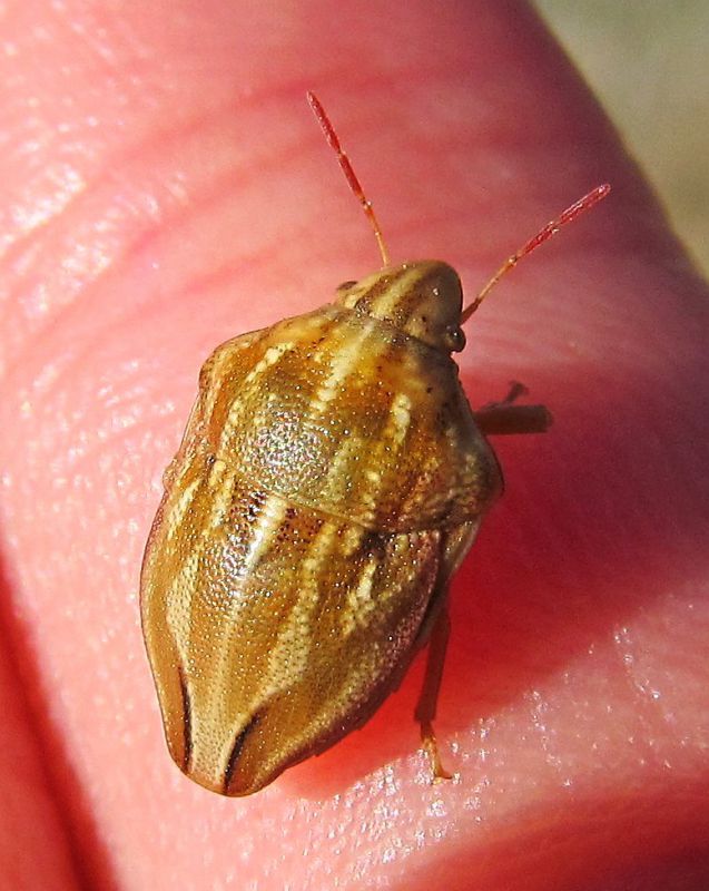 Odontotarsus impictus.jpg