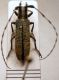 Agapanthia villosoviridescens (De Geer, 1775)male.JPG