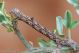 geometridae.jpg