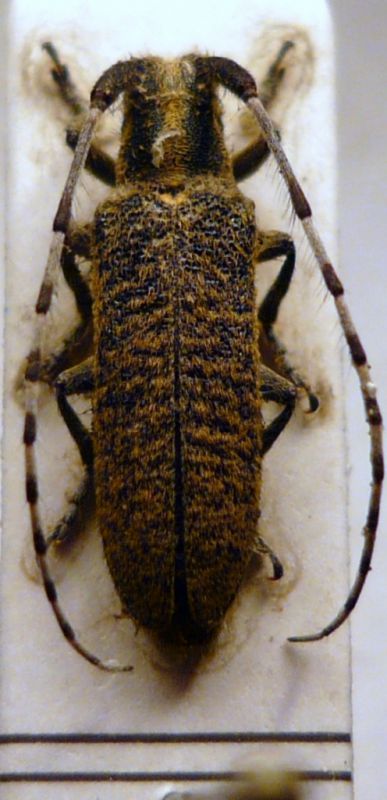 Agapanthia villosoviridescens (De Geer, 1775).JPG