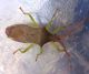 Gonocerus insidiator.jpg