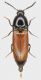 Ampedus_Caldara_Manziana_19-XI-2014_8,5mm_grey.jpg