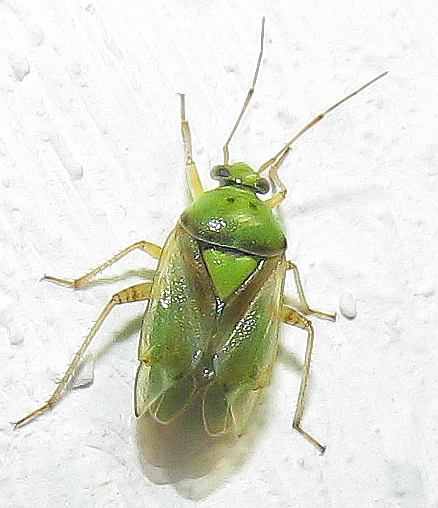 miridae.jpg