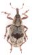 Tapeinotus-sellatus-up-WEB.jpg