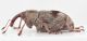 Tapeinotus-sellatus-lat-WEB.jpg