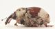 Eucoeliodes-mirabilis-lat-WEB.jpg