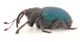Ceutorhynchus-sp-lat-WEB.jpg
