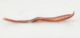 Ceutorhynchus sp edeago lat.jpg